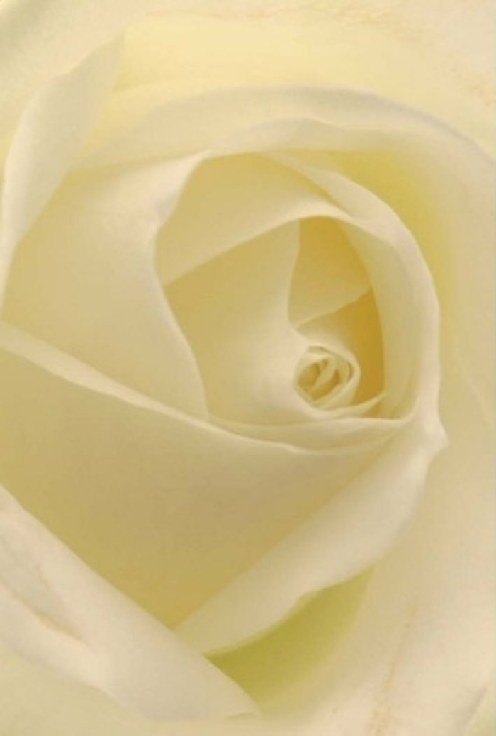 Gazing deeply into this close-up of a classic white rose, one is captivated by the interplay of softness and harmony in each curved petal. From the florists at the heart of Tring, the arrangement exudes a serene sophistication-creamy whites blending with gentle hints of pearl and cream, as if illuminated from within by the filtered daylight that often bathes the historic High Street. The petals, each flawlessly layered, reflect both the purity of the bloom and the careful expertise behind it. This composition offers tranquility and grace, whether chosen for a heartfelt apology, a wedding table at Pendley Manor, or as a centrepiece marking a quiet moment of remembrance. The spiral at the heart radiates resilience and calm, while every subtle shadow or tint of pale gold elevates its natural beauty. The delicate, almost ethereal fragrance seems to drift from the image itself, as fresh and inviting as the gardens that line Tring's streets. Through this rose, Flowers Tring conveys not just a flower, but an emotion-clean, serene, and perfectly suited for any sentiment you wish to share.